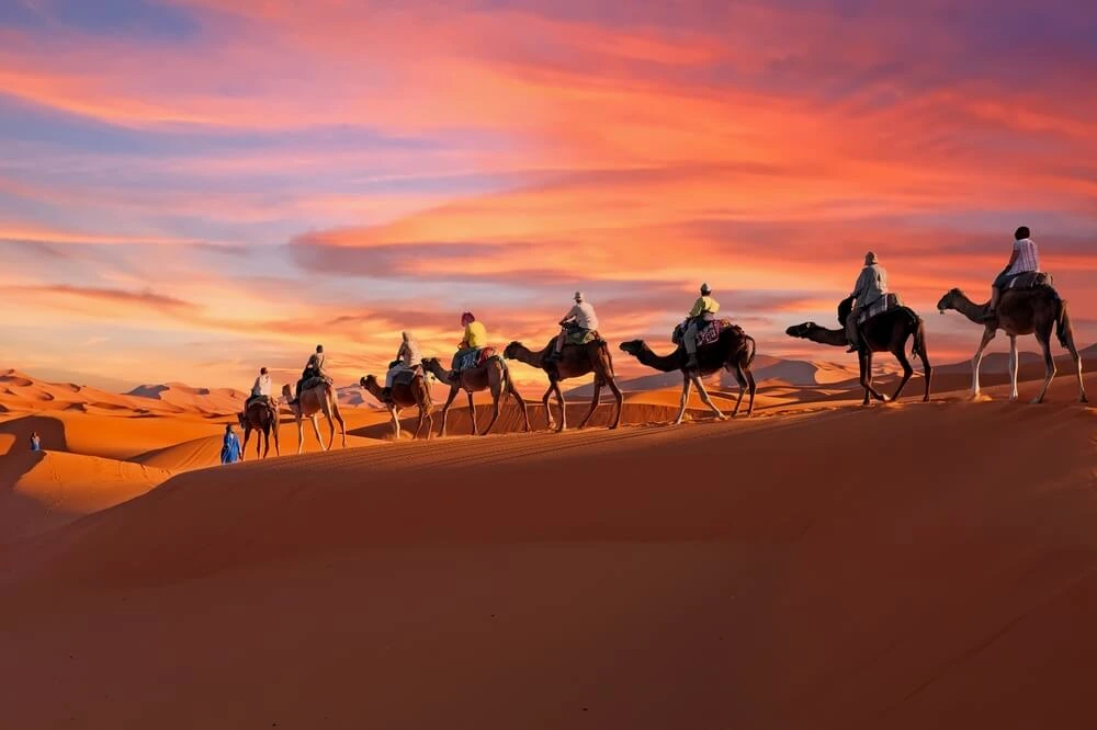 Camel train in the Sahara desert at sunset.