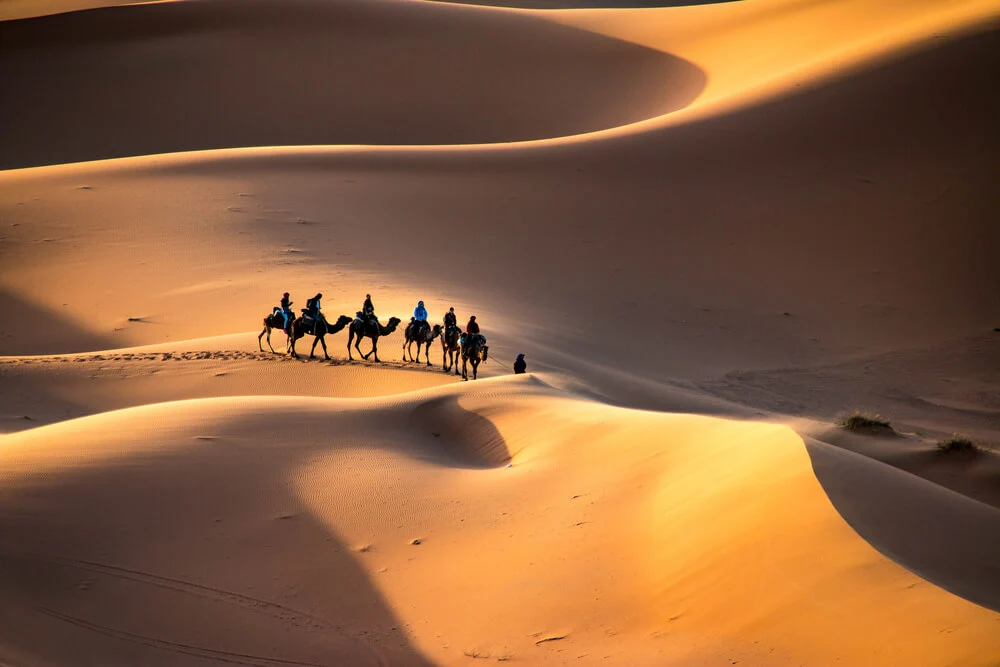 Camel train in the Sahara desert at sunset.