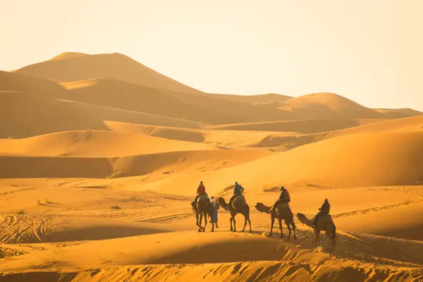 A person leading a camel through the golden dunes of the Erg Chebbi desert in Morocco.